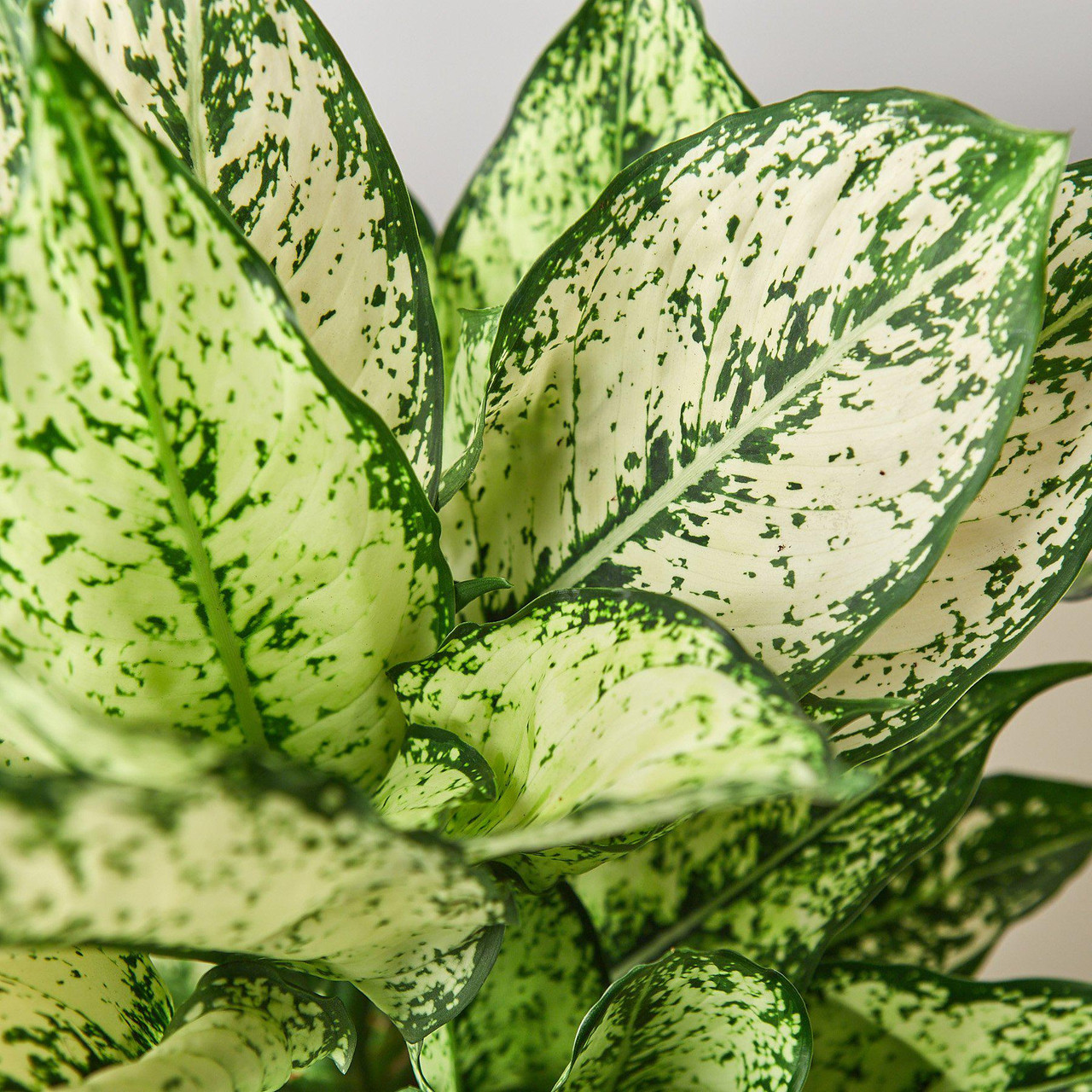 Mountain Crest Gardens Chinese Evergreen - Thumbnail 2