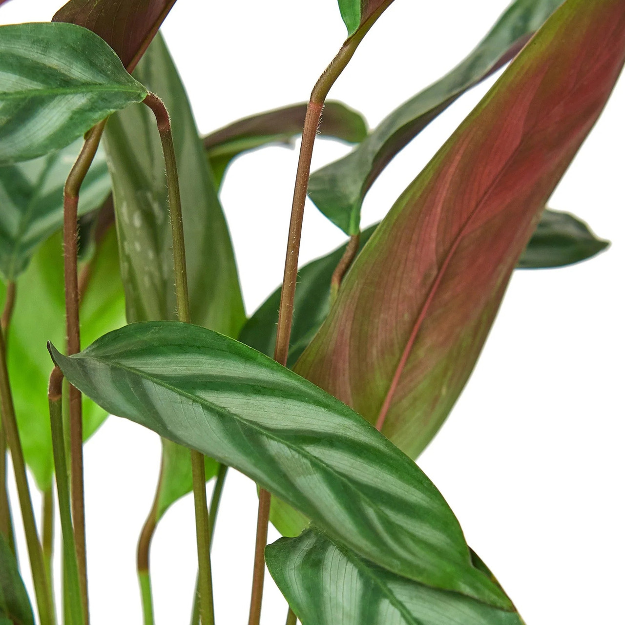 Calathea 'Grey Star' - Mountain Crest Gardens