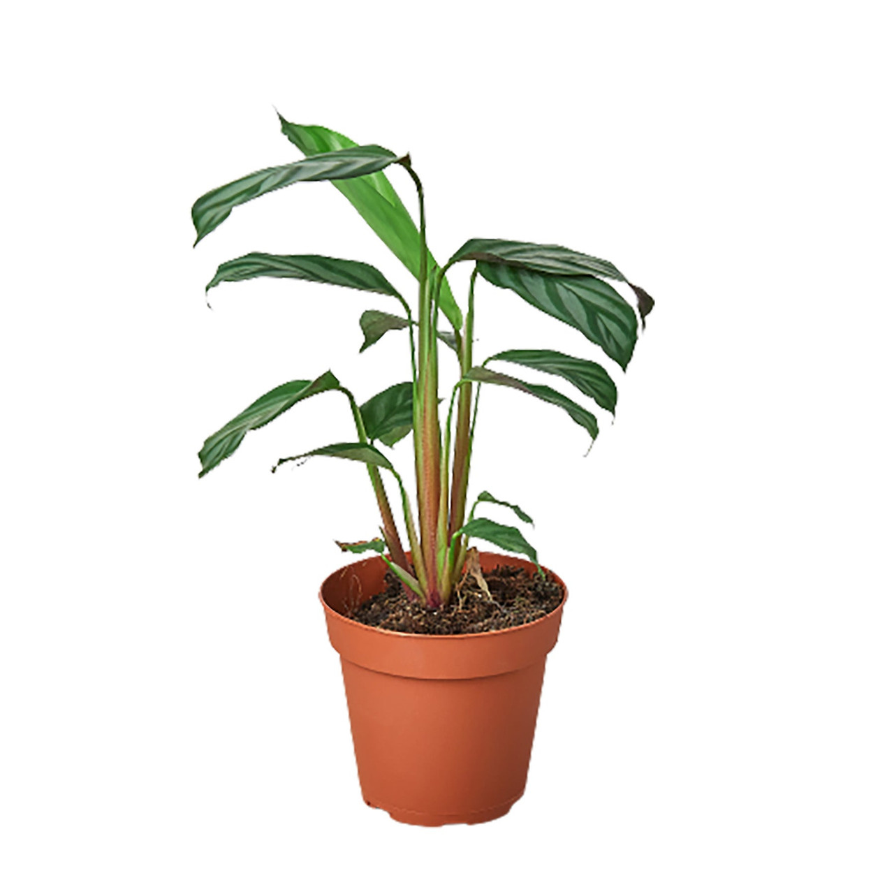 efeutute substrat Epipremnum aureum main image 0