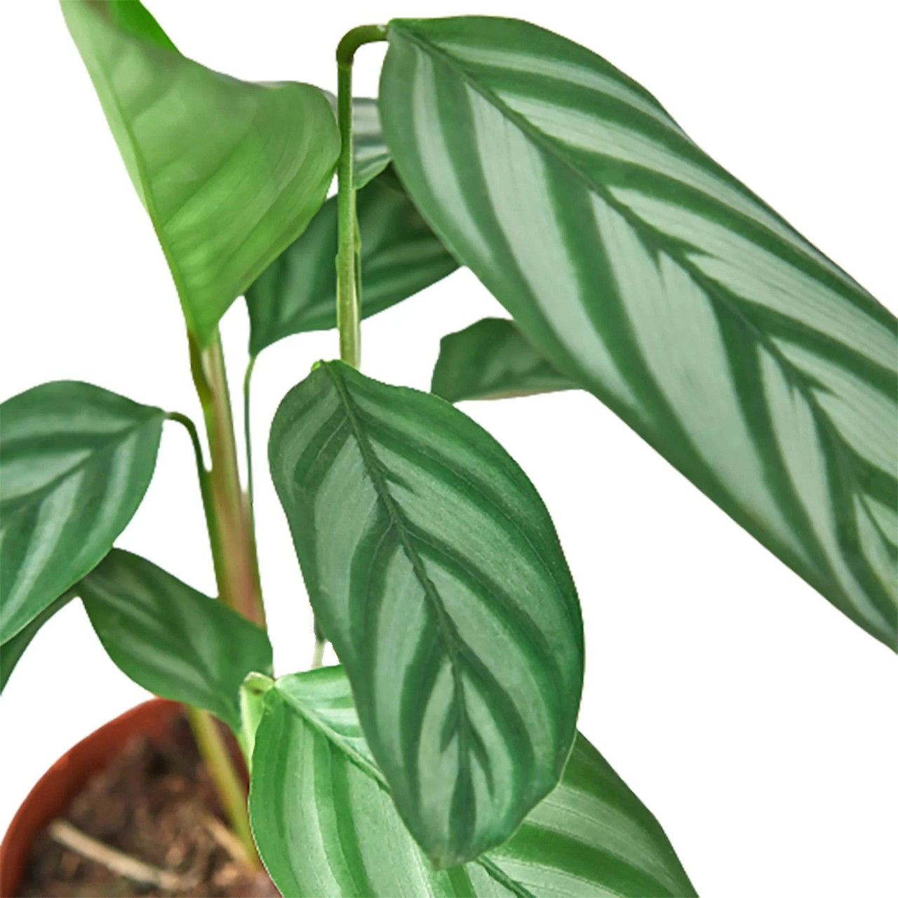 Calathea 'Grey Star' - Mountain Crest Gardens