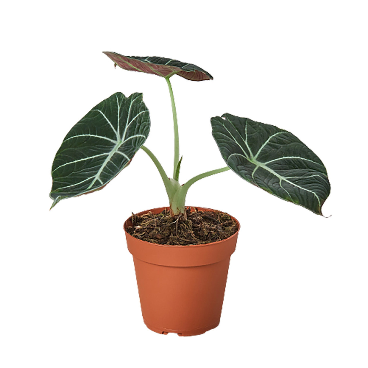Alocasia Reginula 'Black Velvet' - Mountain Crest Gardens