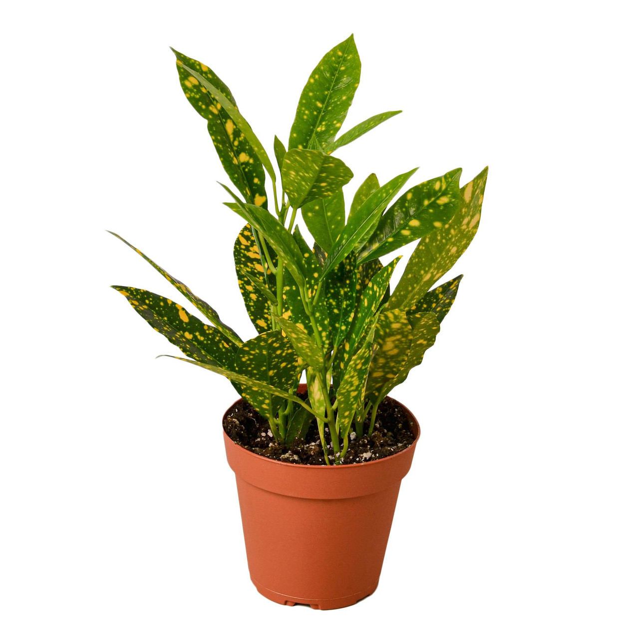 succulent euphorbia #ES18 EXACT Euphorbia Moroccan Resinefera Mound Succulent in container