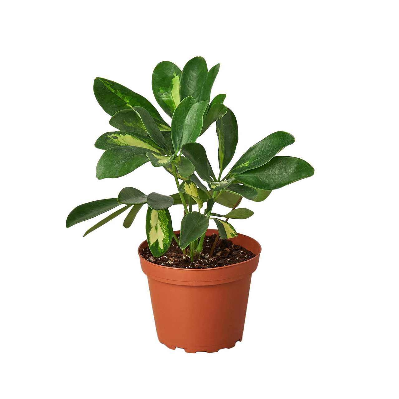 black coral.snake plant Black Coral Snake Plant For Sale | PlantingTree.com main image 1