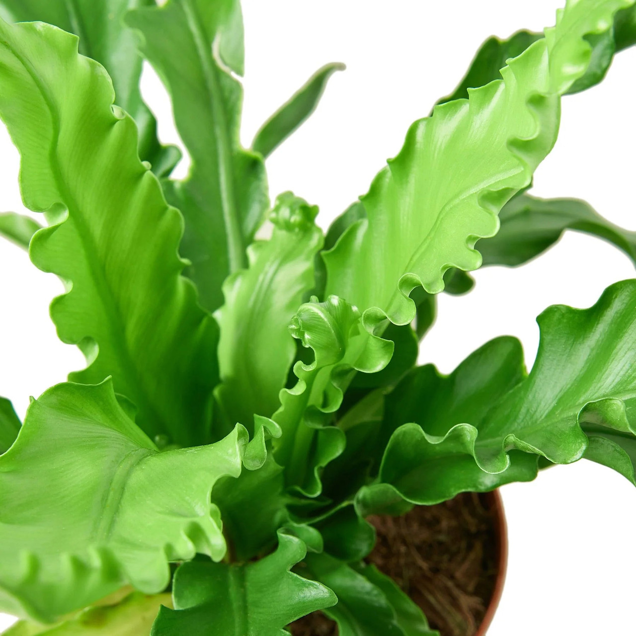 Victoria Bird's Nest Fern - 4" Pot - Asplenium Osaka- Easy to Grow House Plant