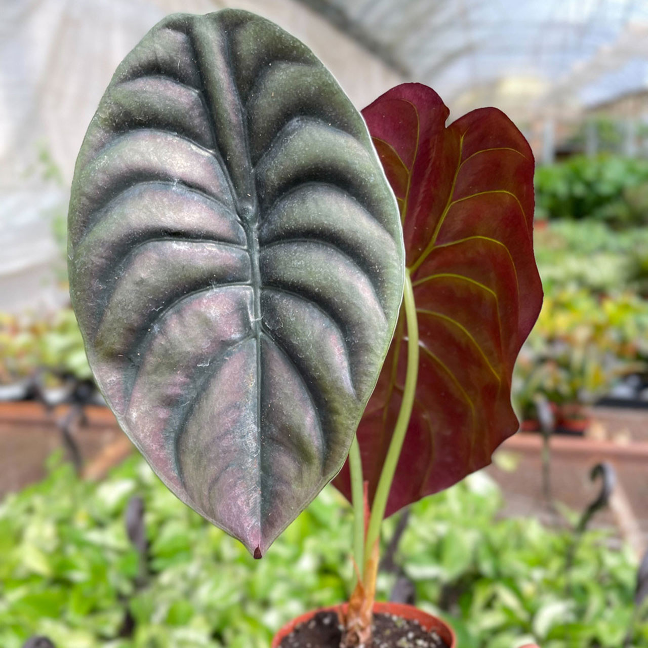 まなタス様Alocasia Cuprea Red Secret Pink Var Alocasia Cuprea 'Red Secret' Pink Variegata – Ø 12 cm - House of