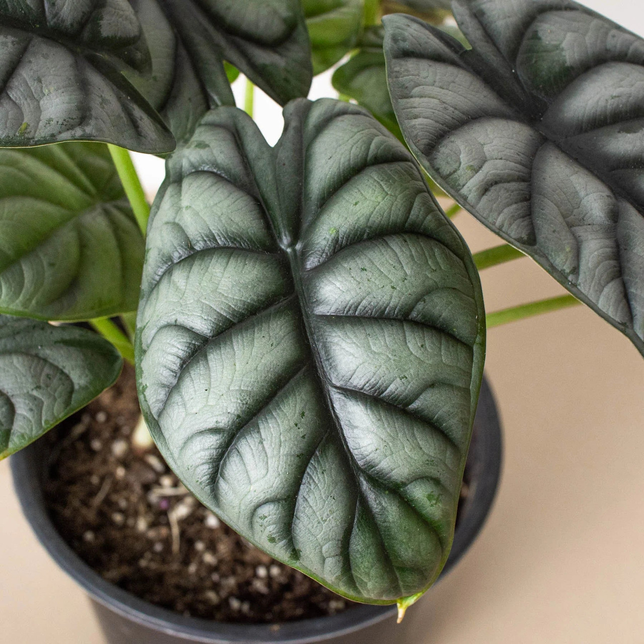 P*.様 【珍希少】Alocasia'silver dragon'varigat Alocasia Silver Dragon - Mountain Crest Gardens