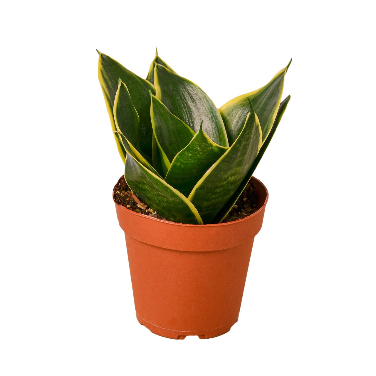 Snake Plant Emerald Star - Mountain Crest Gardens