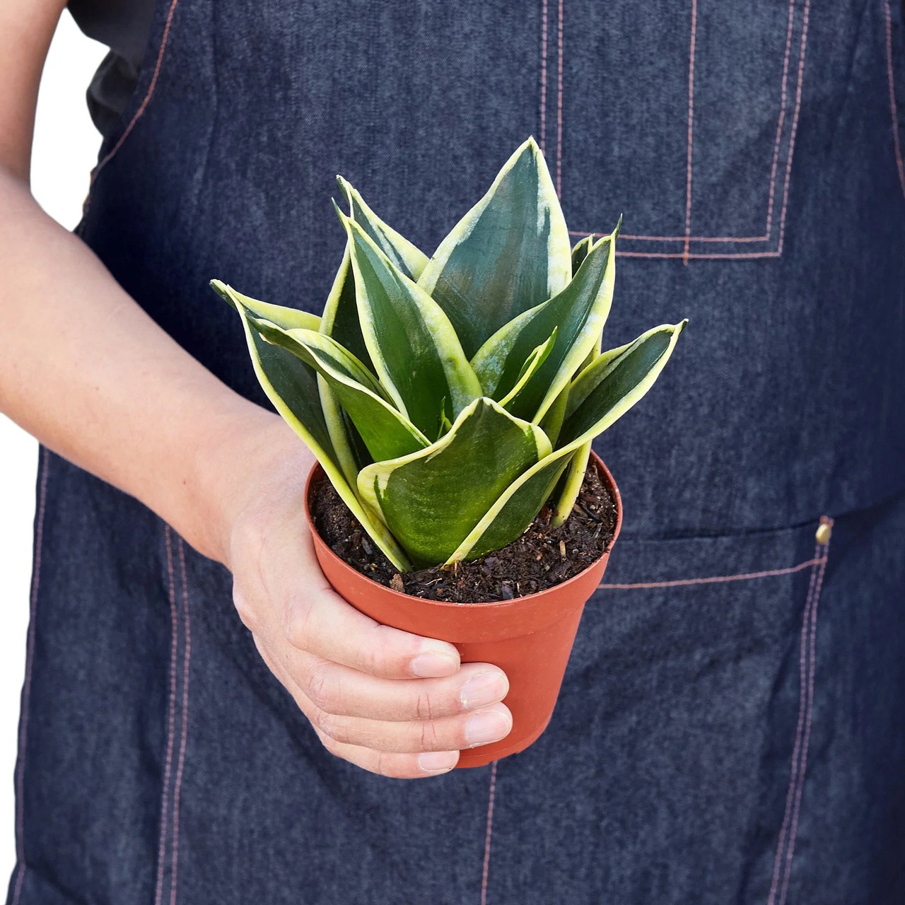 sansevieria moonshine mutant Sansevieria Moon Shine (Snake Plant) main image 0