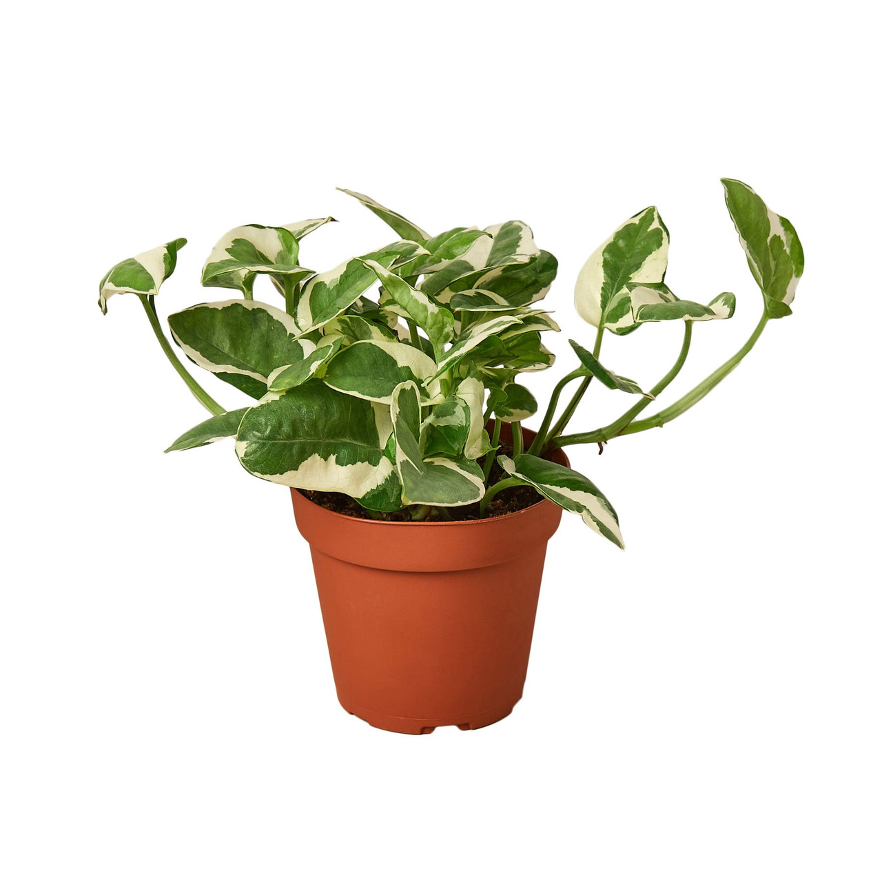 rectangle planter indoor Monaco Rectangular Tabletop Planter by Jay Scotts – Planters Etc main image 0