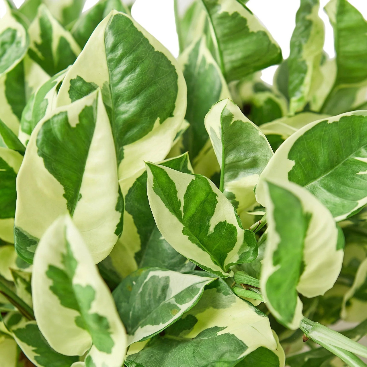 Mountain Crest Gardens Pothos - Thumbnail 3