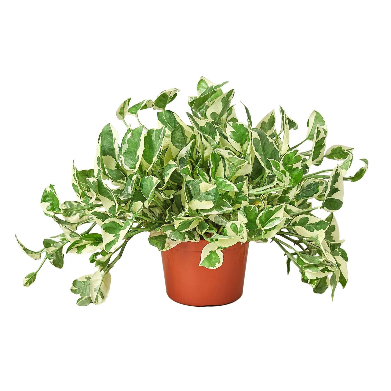 hovering plant pot Air Planter – Novus Decor