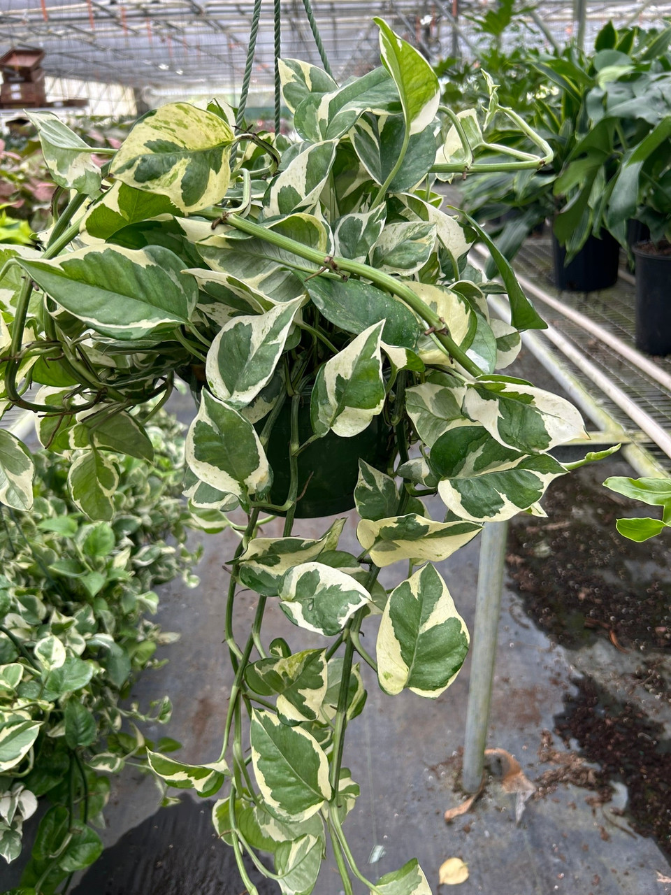 philodendron sidori Sodiroi Philodendron – Plant Detectives