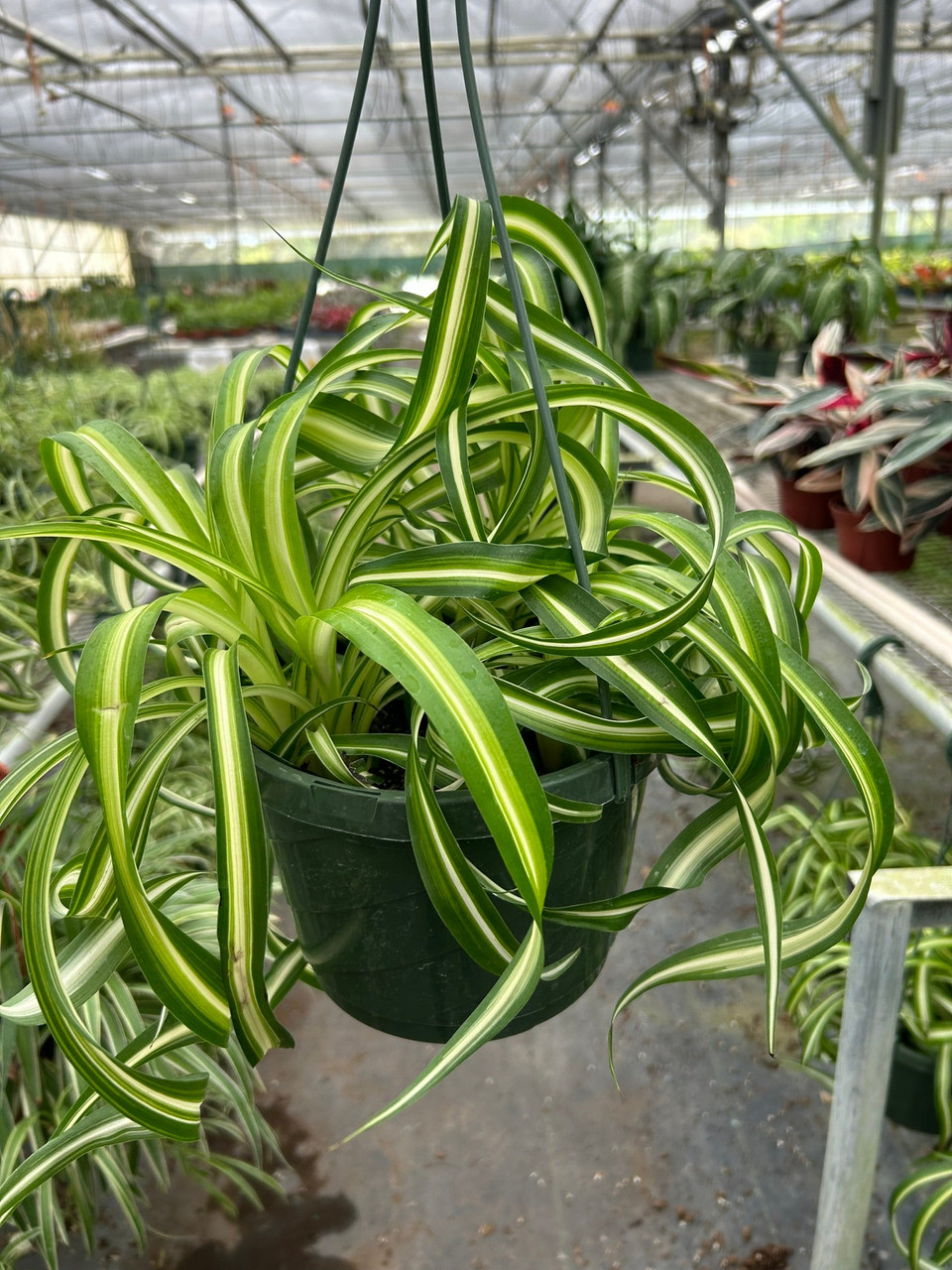 Spider Plant 'Bonnie' - Chlorophytum comosum - Mountain Crest Gardens