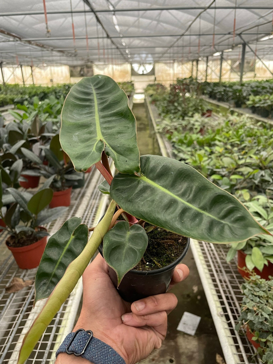 black knight philodendron for sale Philodendron Black Knight