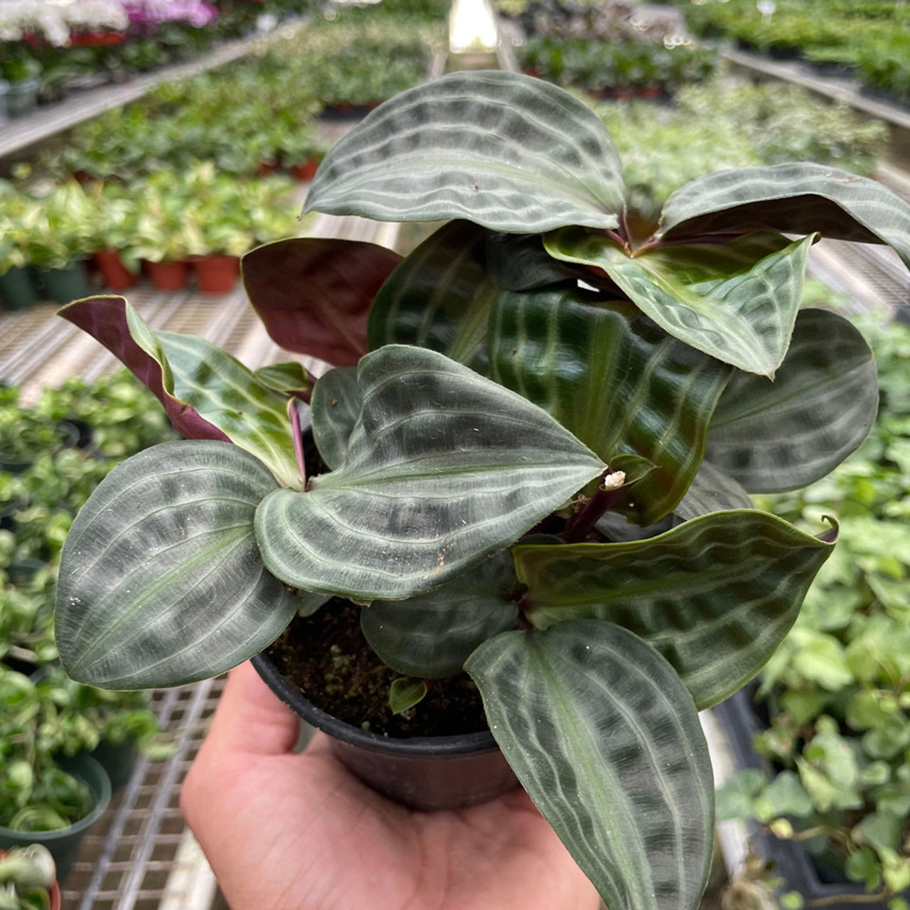 Geogenanthus 'Seersucker'