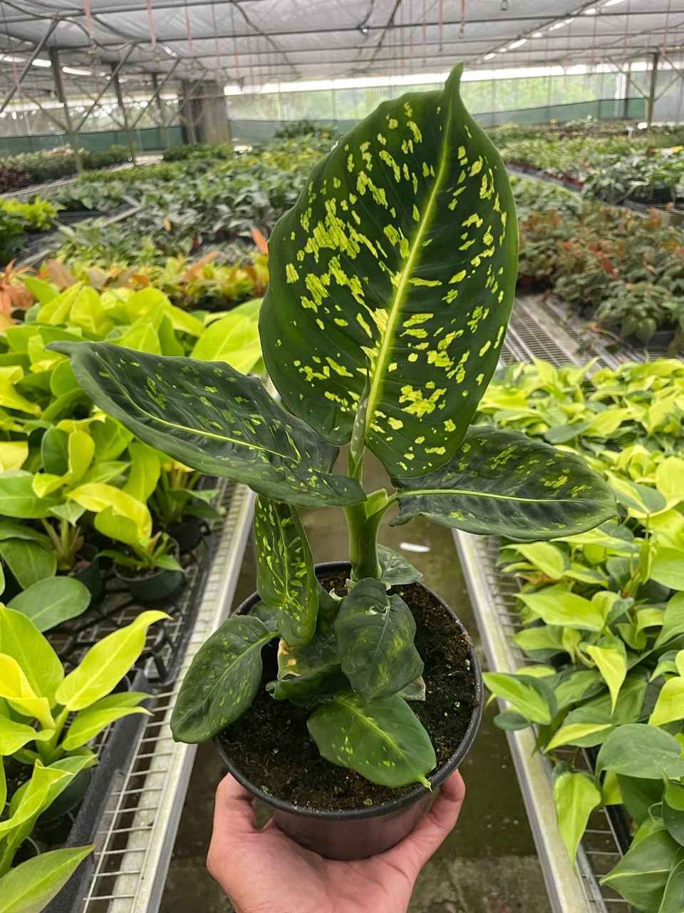bilentae philodendron Philodendron billietiae – ARIUM BOTANICALS main image 0