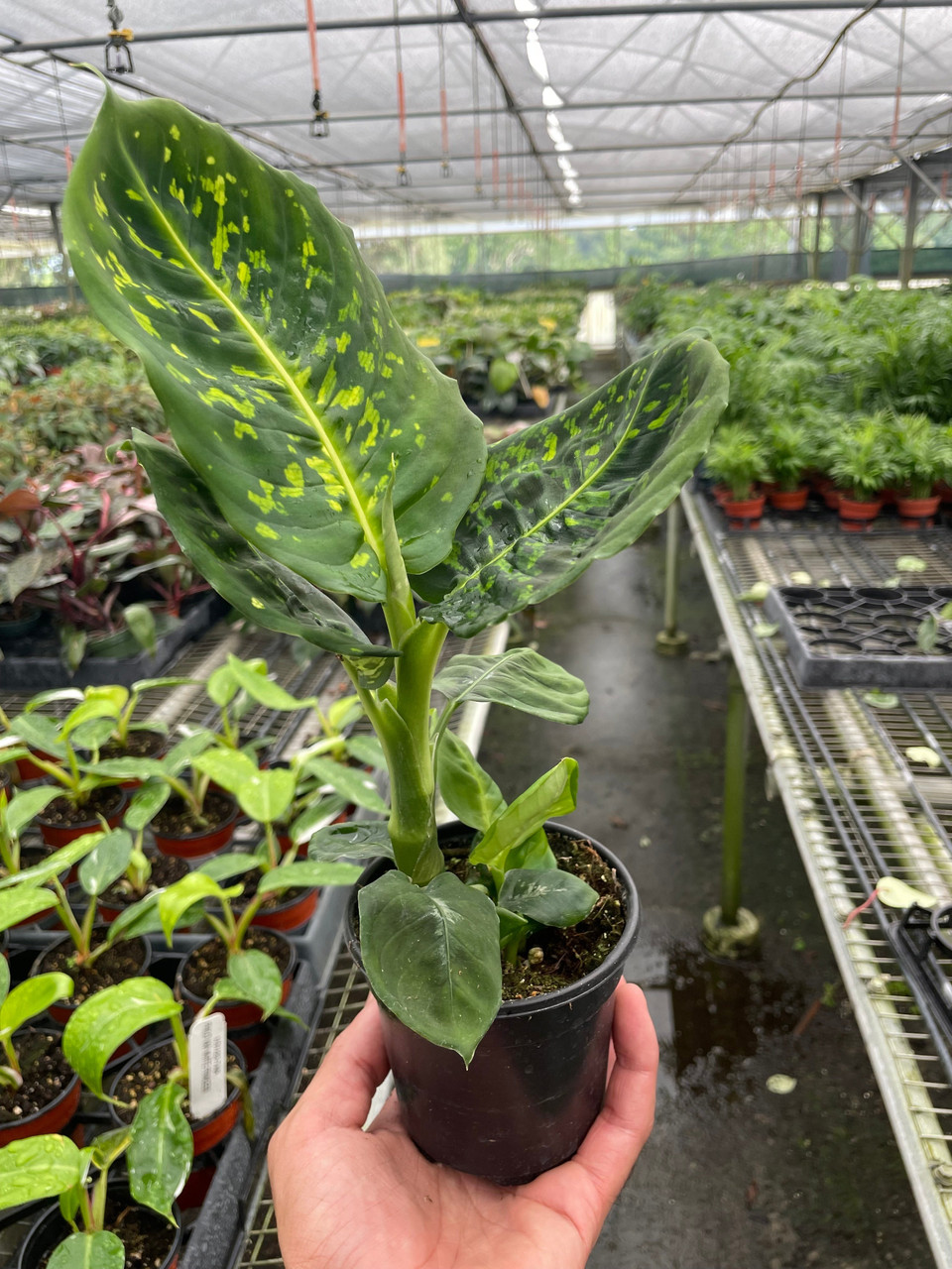 Dieffenbachia 'Reflector' - Mountain Crest Gardens