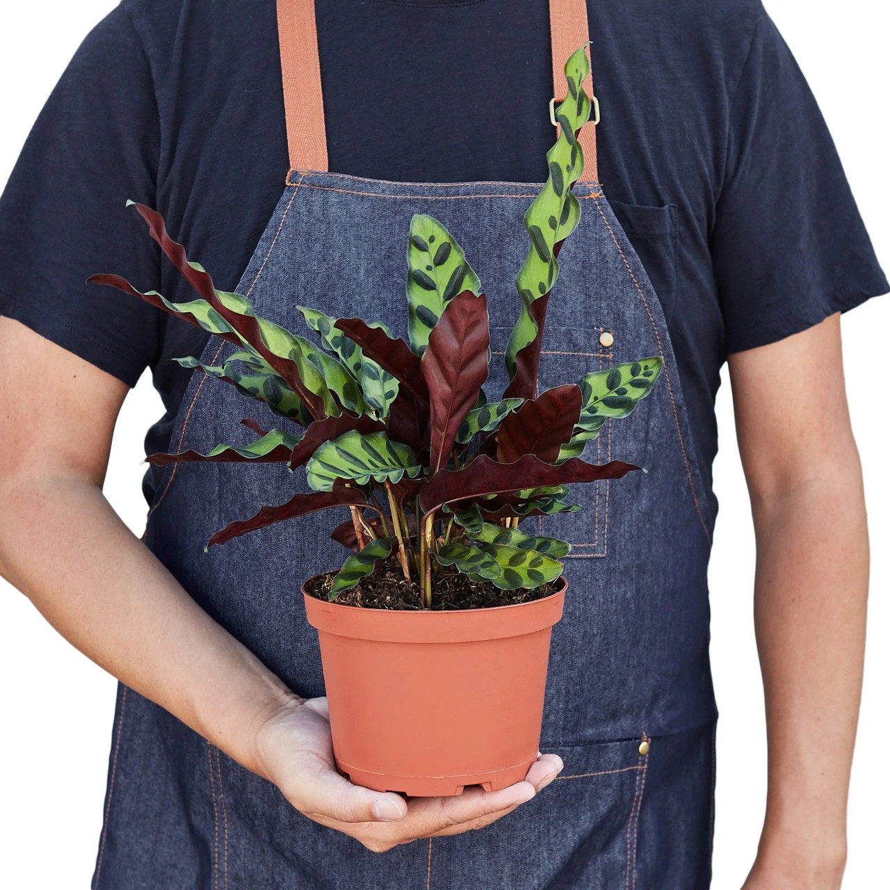 Calathea Lancifolia 'Rattlesnake' - Mountain Crest Gardens