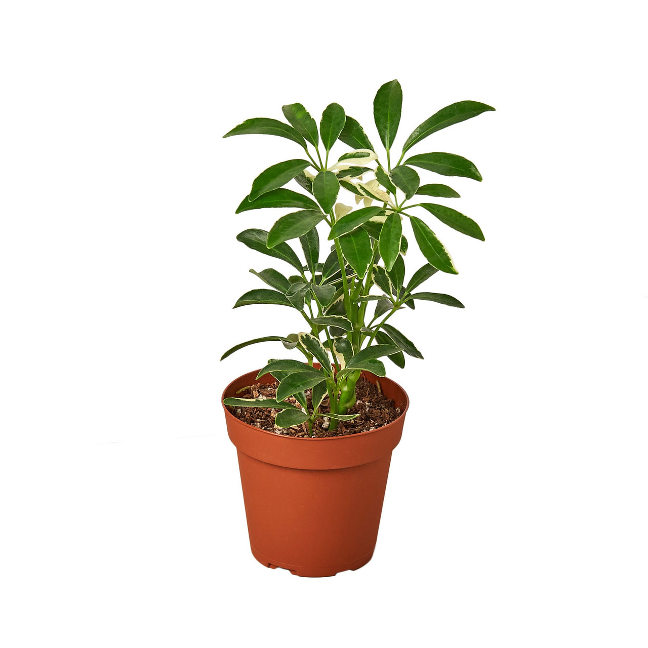 Mountain Crest Gardens Schefflera Umbrella Plant - Thumbnail 2