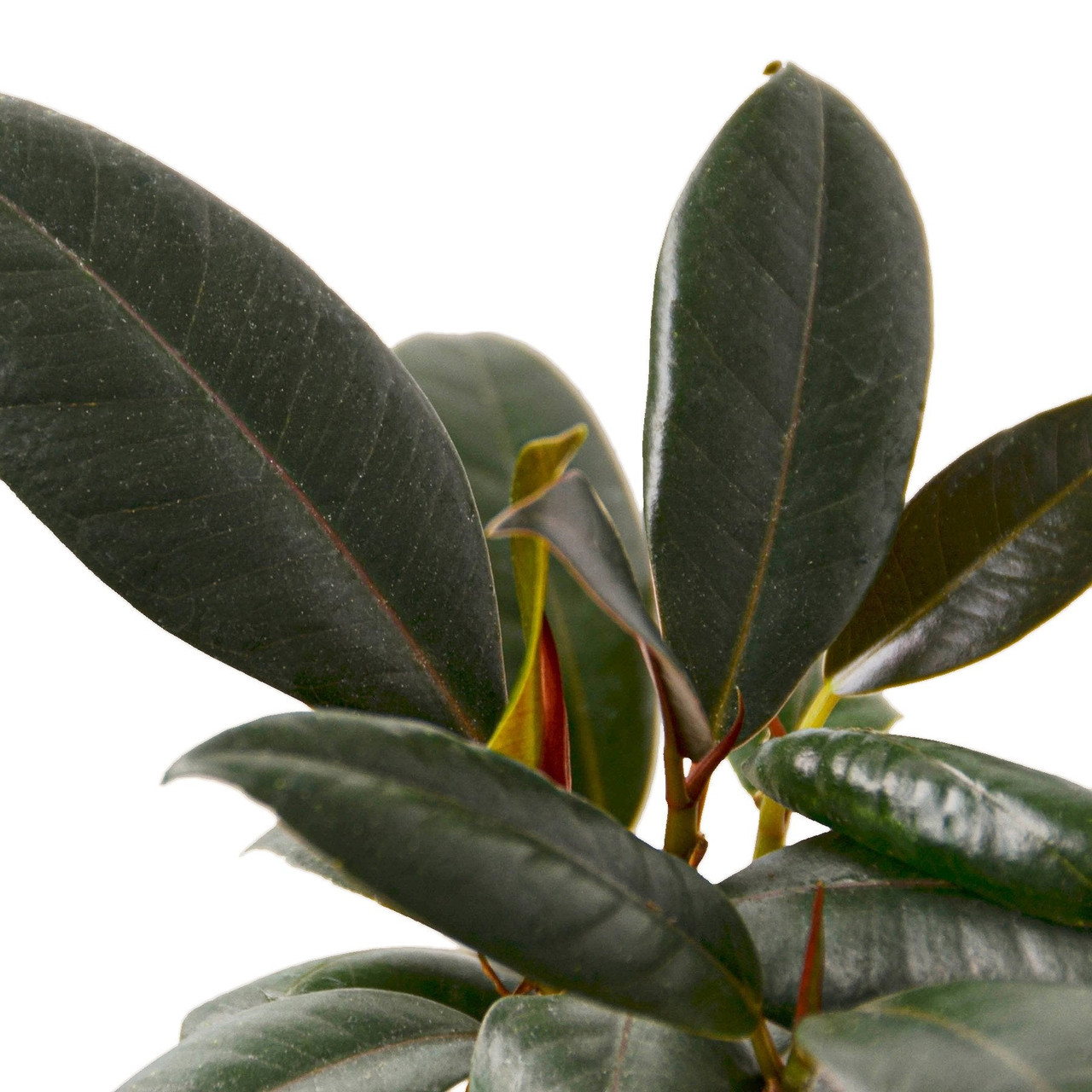 Mountain Crest Gardens Ficus Elastica - Thumbnail 3