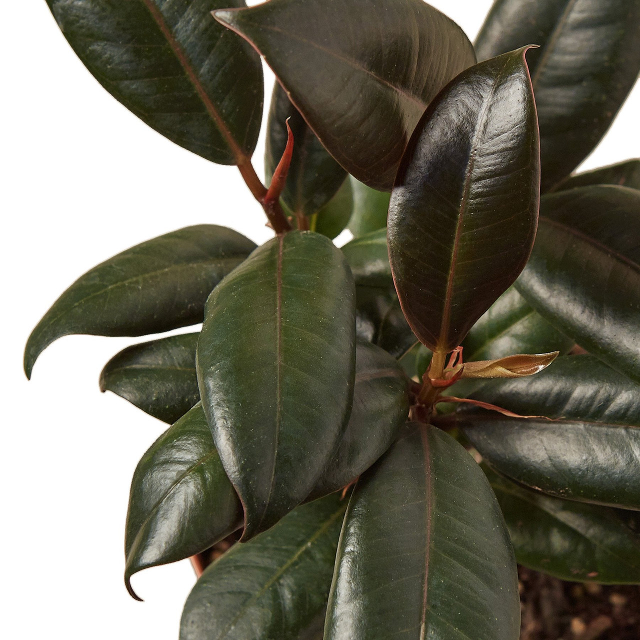 Mountain Crest Gardens Ficus Elastica - Thumbnail 5
