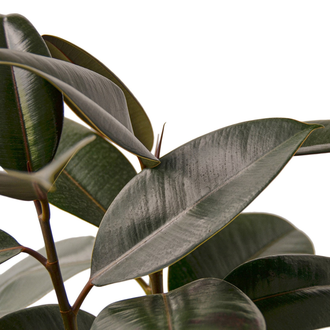 Mountain Crest Gardens Ficus Elastica