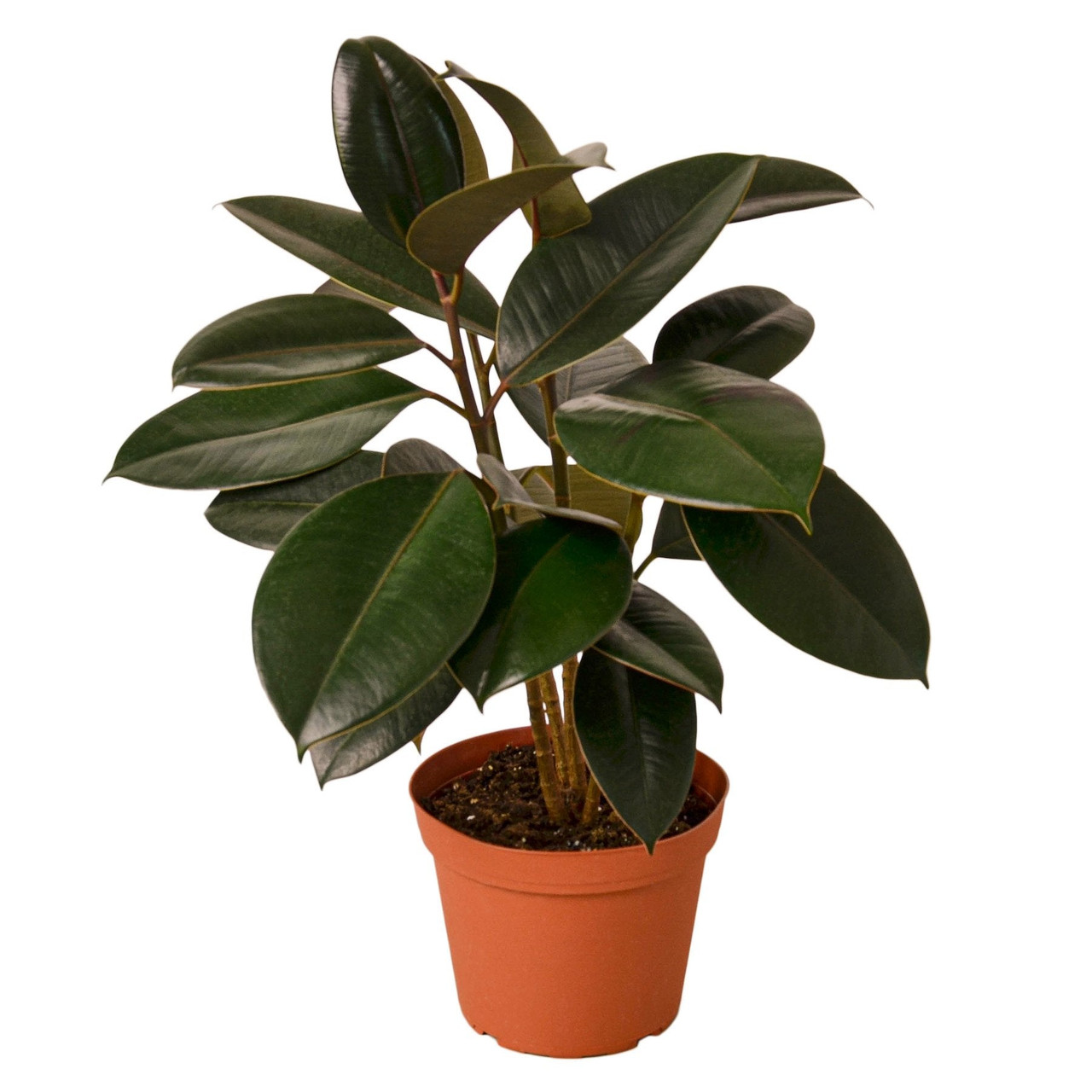 Mountain Crest Gardens Ficus Elastica - Thumbnail 4