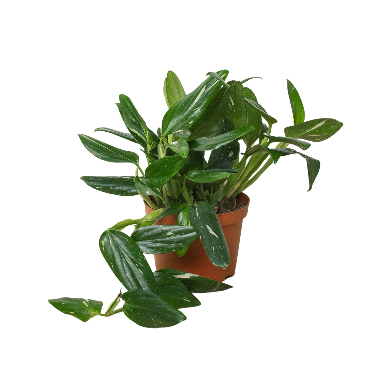 philodendron el choco red xxl Philodendron sp. 'El Choco Red' *Growers Choice* main image 0