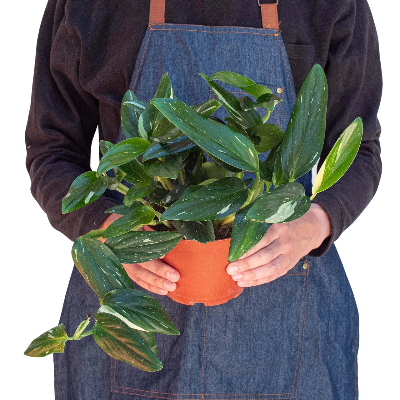 Monstera 'Standeleyana Albo Variegated' - Mountain Crest Gardens