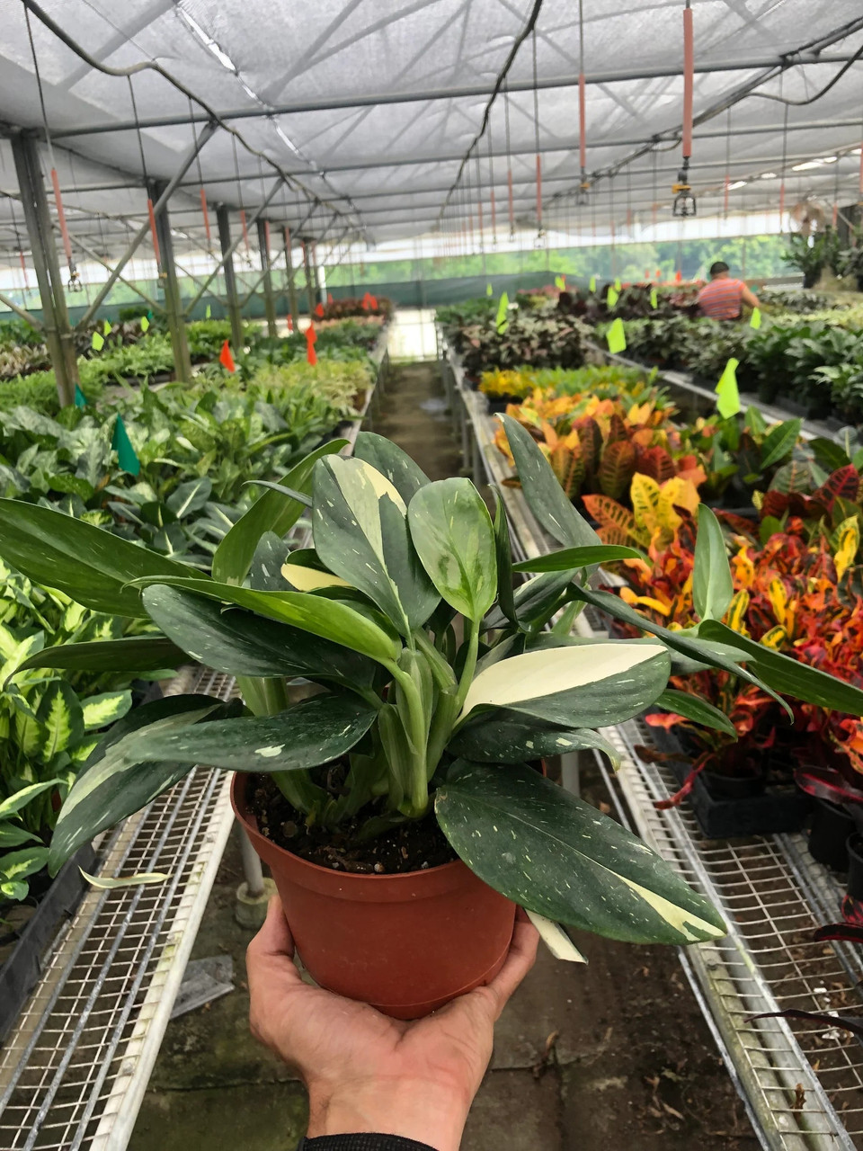 albo dark black monstera Philodendron Cobra: Monstera Standleyana - 4