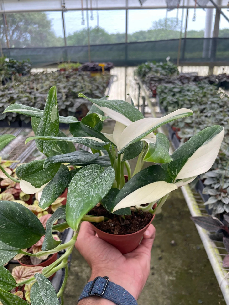 sansevieria dragon Black Dragon Snake Plants for Sale main image 0