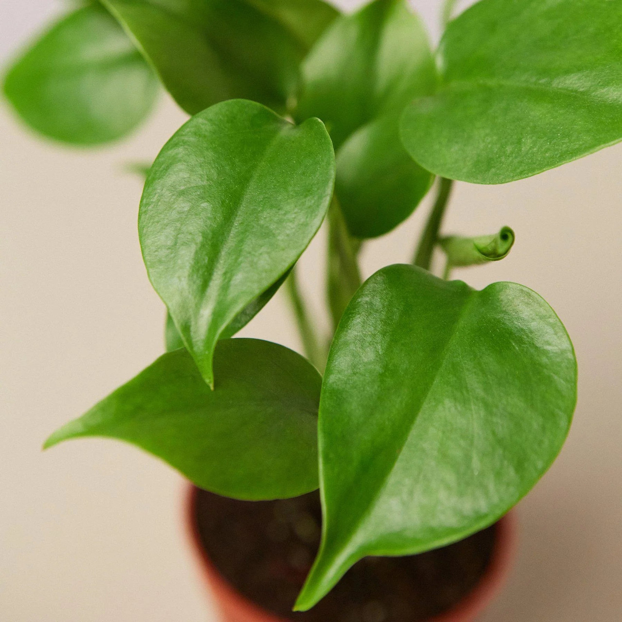 gloriosum philodendron Philodendron gloriosum white vein pink back main image 0
