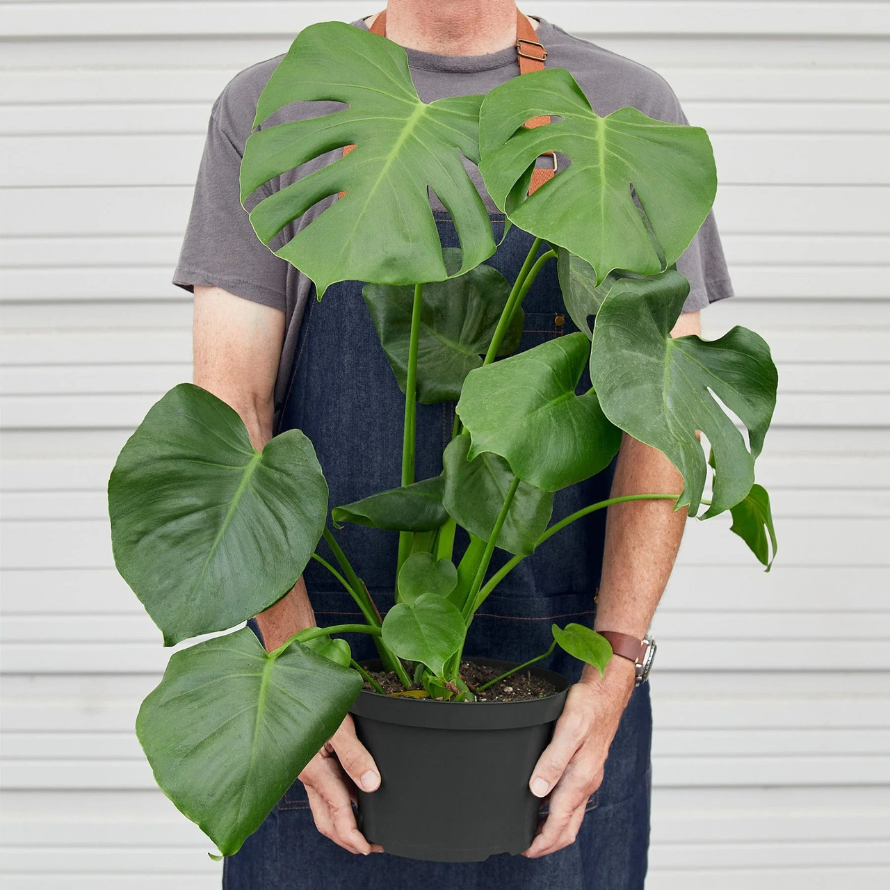 Philodendron Monstera Split-Leaf - Mountain Crest Gardens