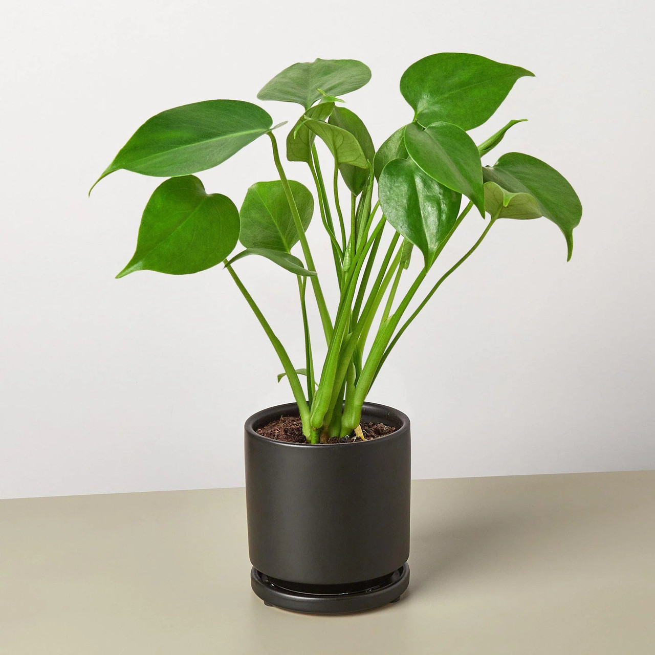 https://cdn11.bigcommerce.com/s-oqm1pc/images/stencil/1280x1280/products/6716/28219/Philodendron_Monstera_black_round_1800x1800_ef5c91d9-2590-4cd3-b6ad-4aba10570d32__48854.1713469988.jpg?c=3