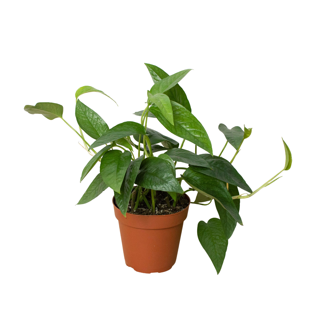Mountain Crest Gardens Pothos - Thumbnail 3