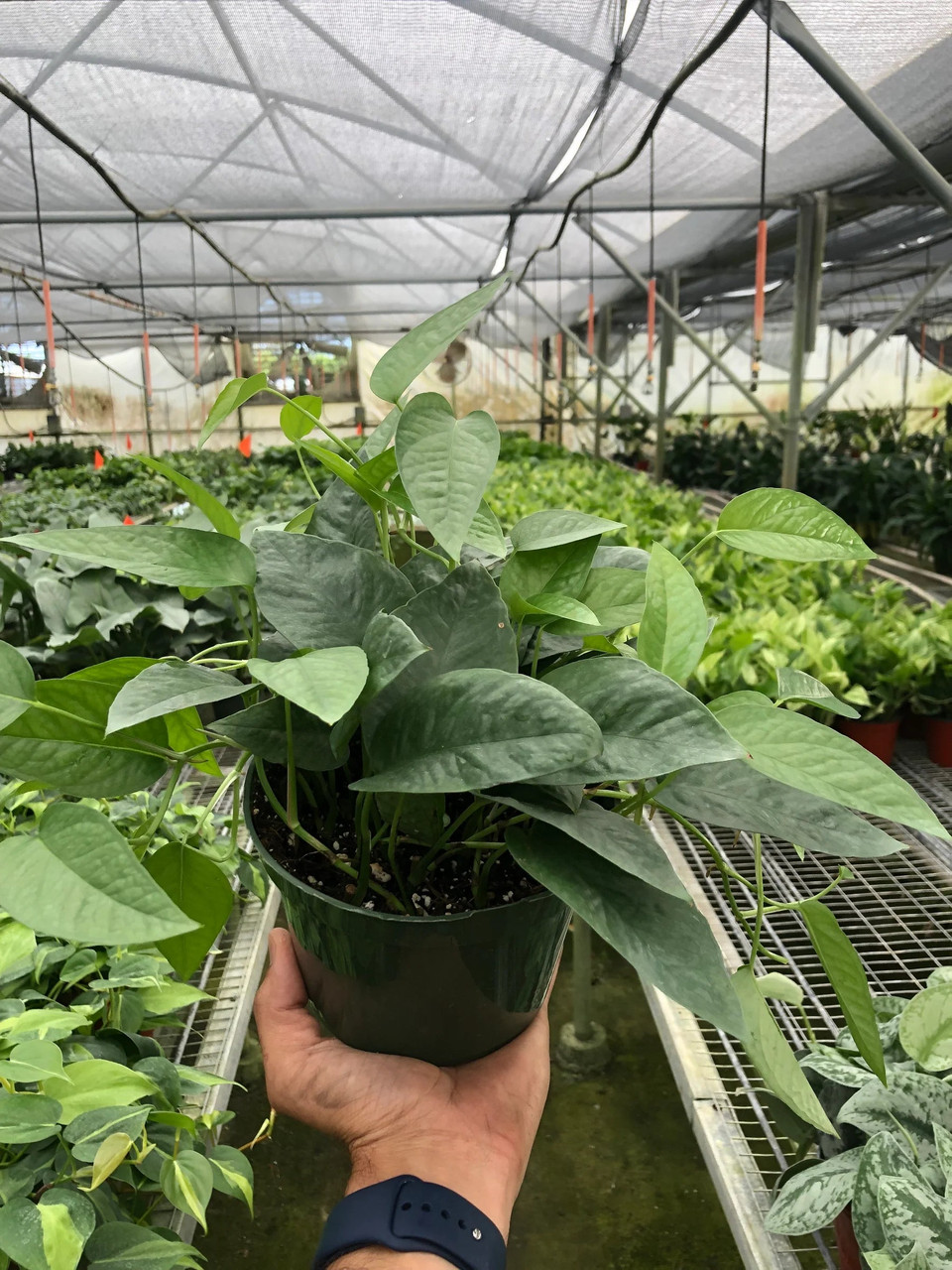 水草 BUCE for ponkotsushoten Philodendron 'Cebu Blue' (Epipremnum pinnatum