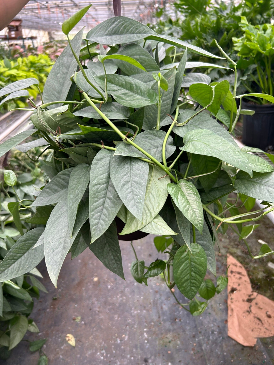 Pothos 'Cebu Blue' - Mountain Crest Gardens