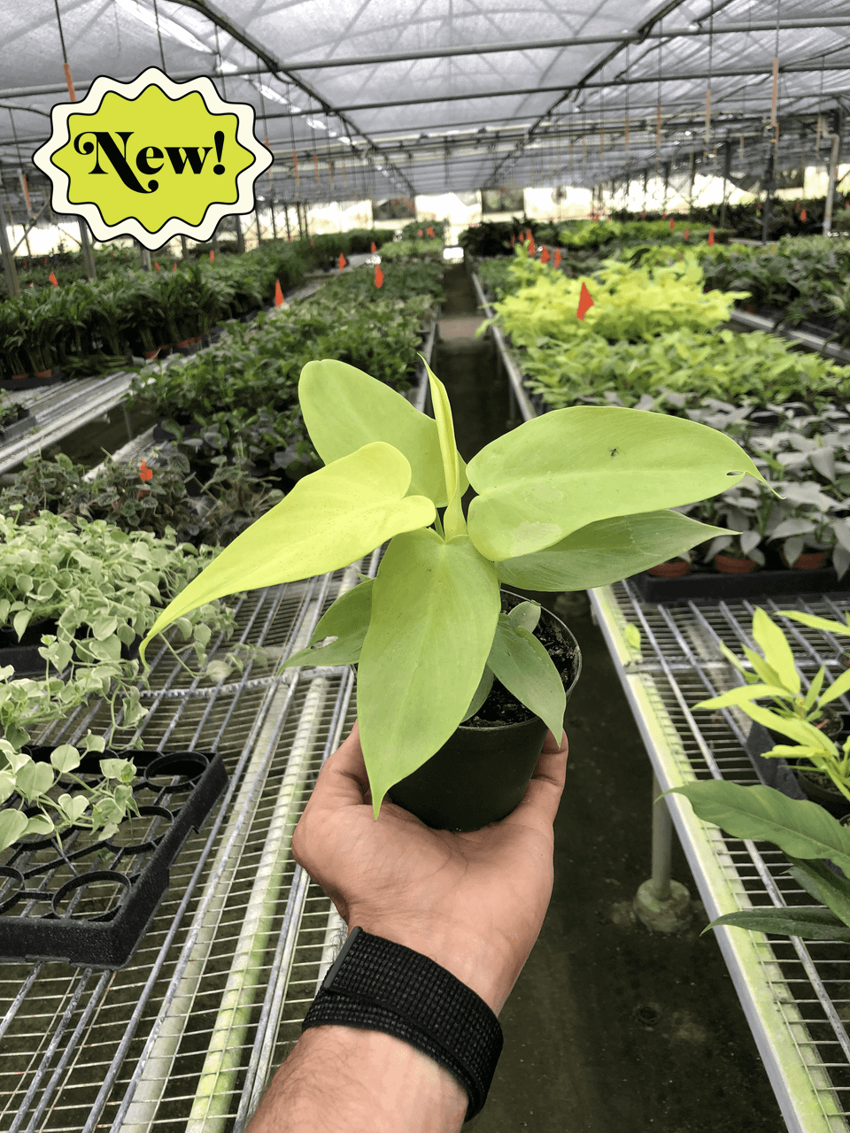 Philodendron 'Gold Violin' - Mountain Crest Gardens