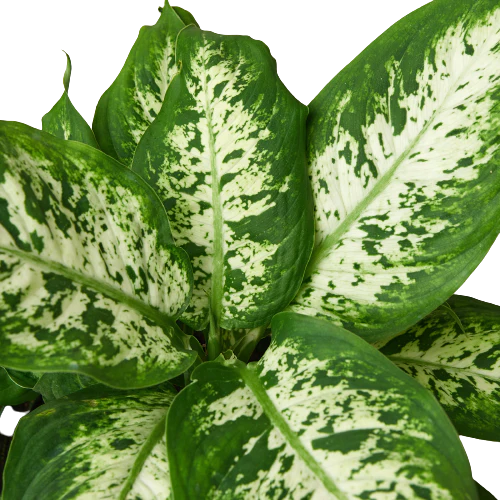 Mountain Crest Gardens Dieffenbachia Tropic Snow