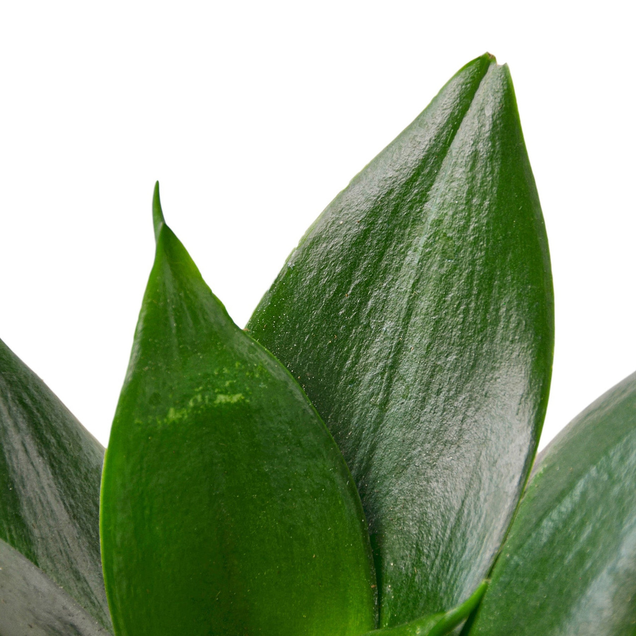 Snake Plant Jade - Mountain Crest Gardens