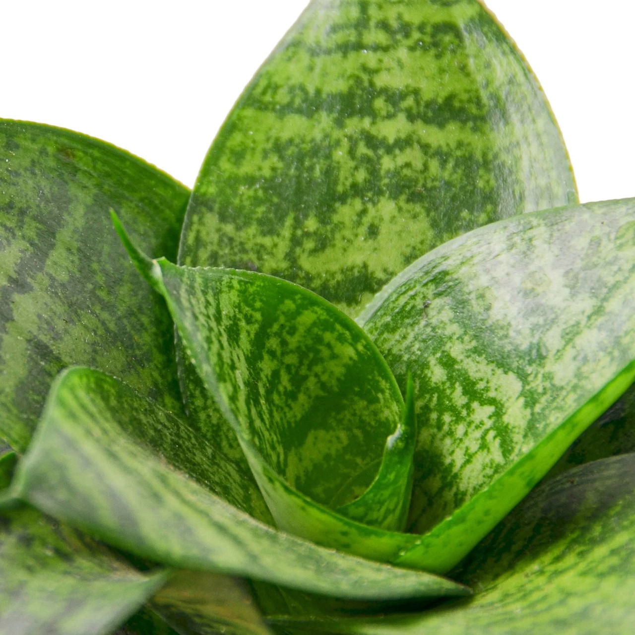 glücksbambus dracaena sanderiana Drachenbaum Glücksbambus main image 1