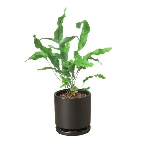 Fern 'Blue Star' - Mountain Crest Gardens