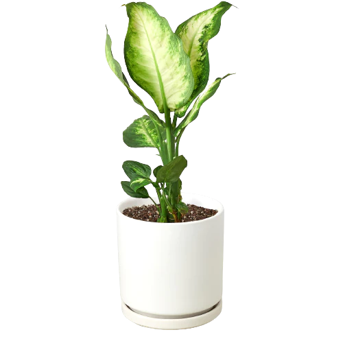 tall plant terrarium 9.5in Tall Glass Terrarium
