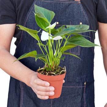 Anthurium 'White' - Mountain Crest Gardens