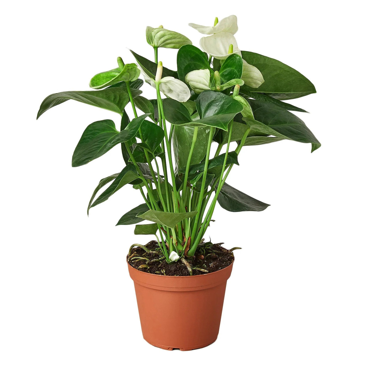 Anthurium 'White' - Mountain Crest Gardens