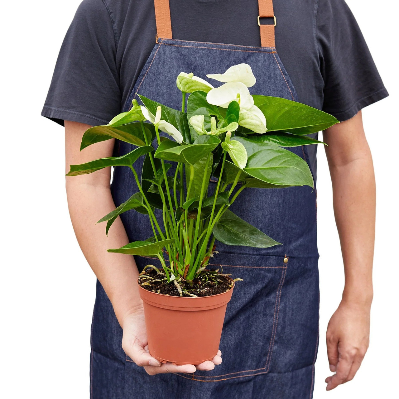 Anthurium 'White' - Mountain Crest Gardens