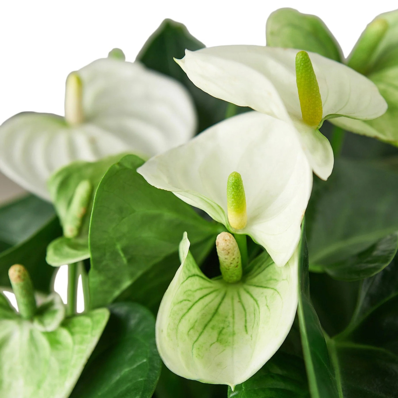 Anthurium 'White' - Mountain Crest Gardens