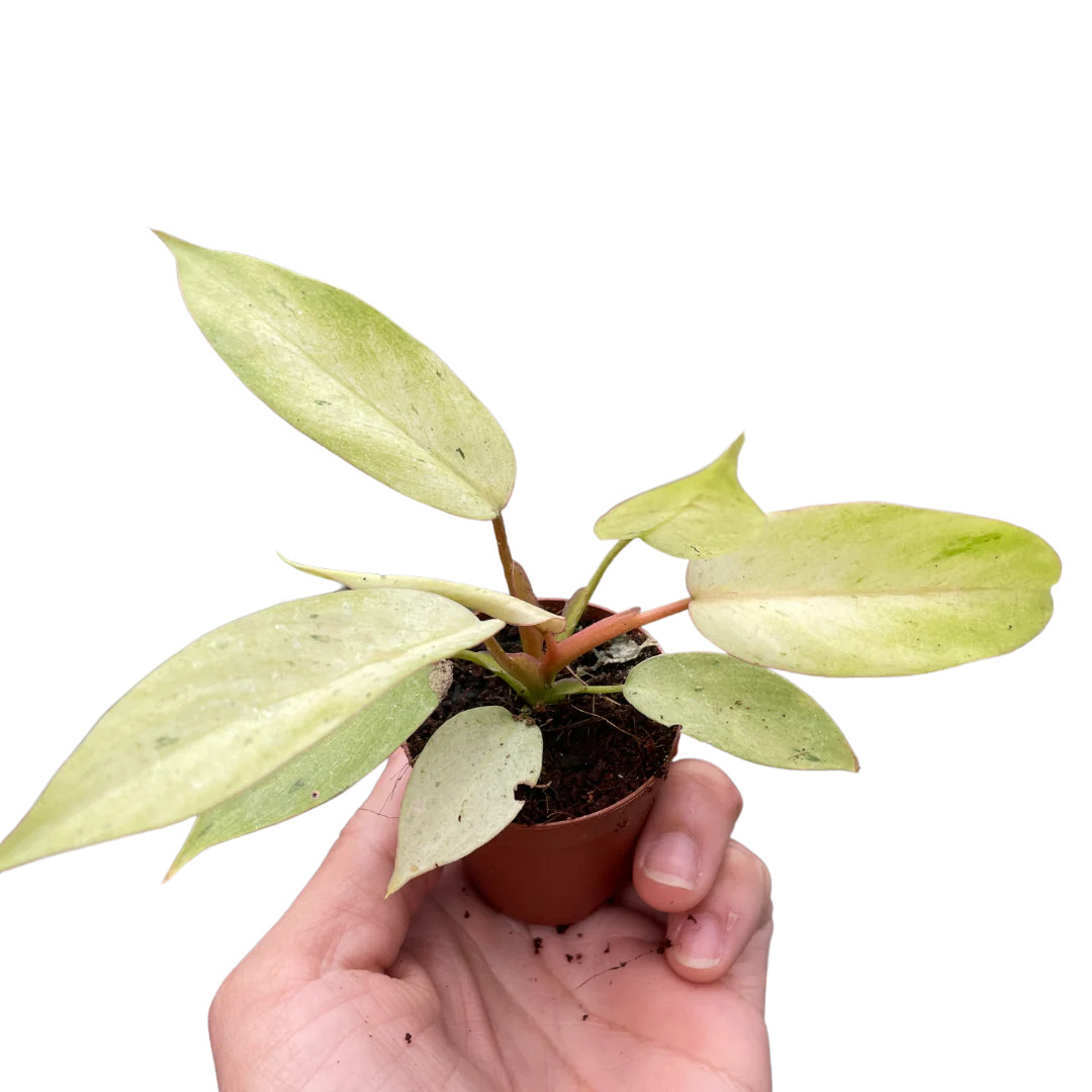 philodendron silver sword variegata Philodendron Silver Sword Variegated