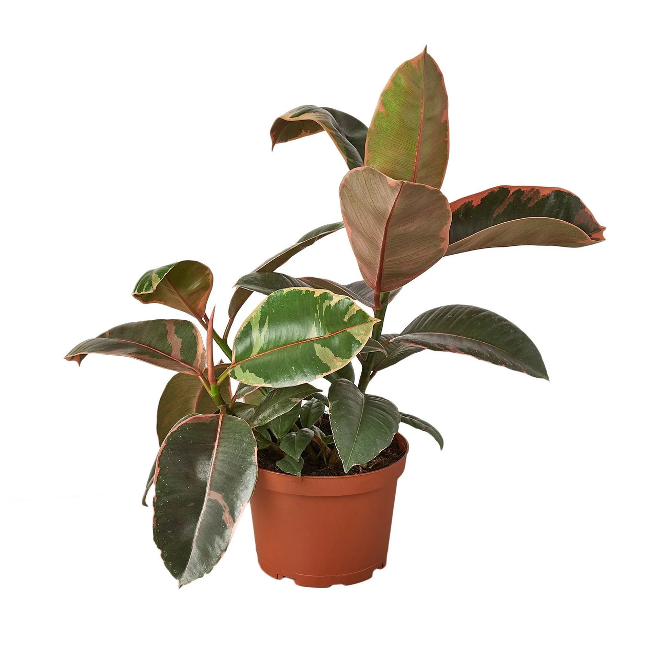 Ficus Elastica 'Ruby Pink' - Thumbnail 2