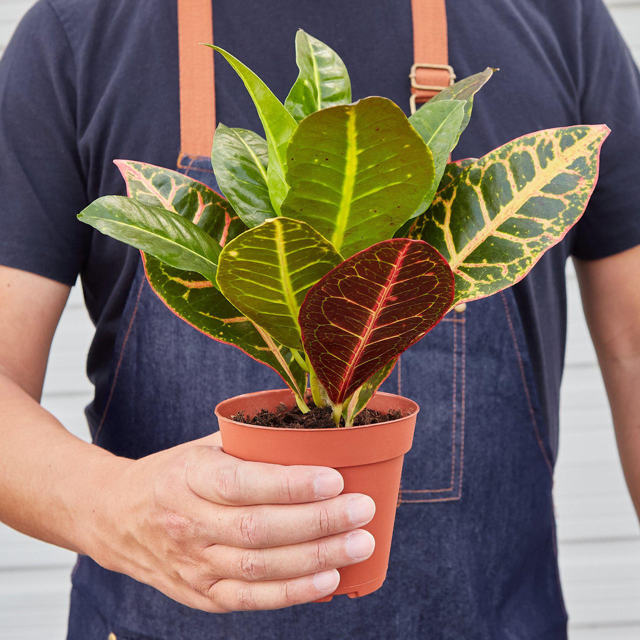 Croton Petra 'Joseph's Coat' 4" Pot / Nursery Pot